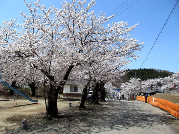 飯山城跡とさくら 信州の旅 Com